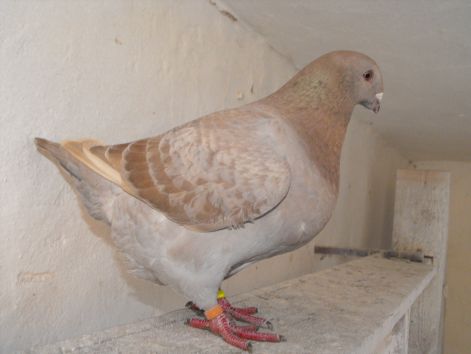 peti_galambjai_133.jpg peti_galambjai_133.jpg